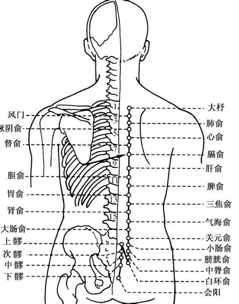 背穴|背俞穴